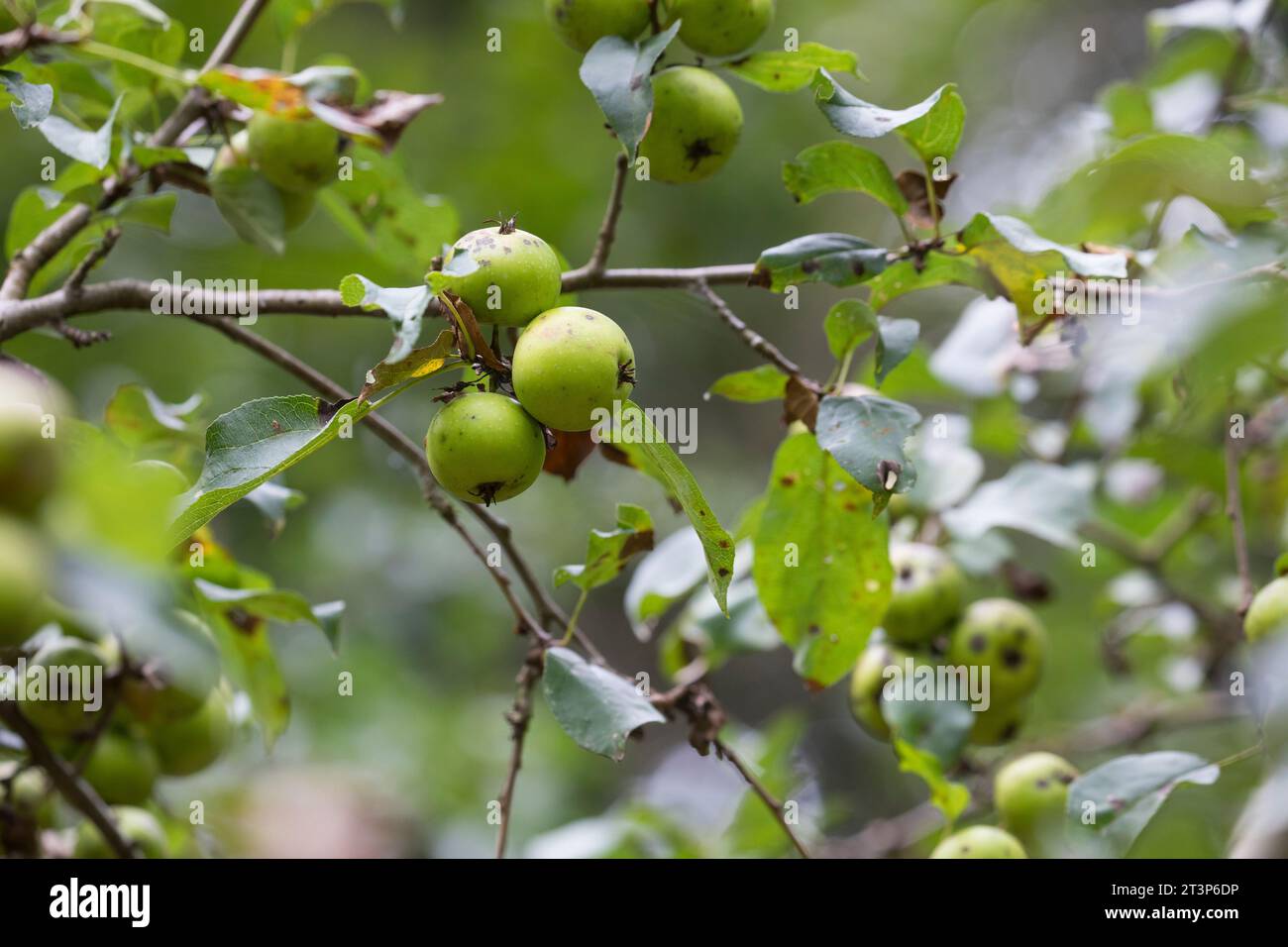 Wild-Apfel, Wilder Apfel, Holz-Apfel, Wildapfel, Holzapfel, Europäischer Wildapfel, Krabapfel, Apfel, Äpfel, Malus sylvestris, granchio selvatico, cra europeo Foto Stock