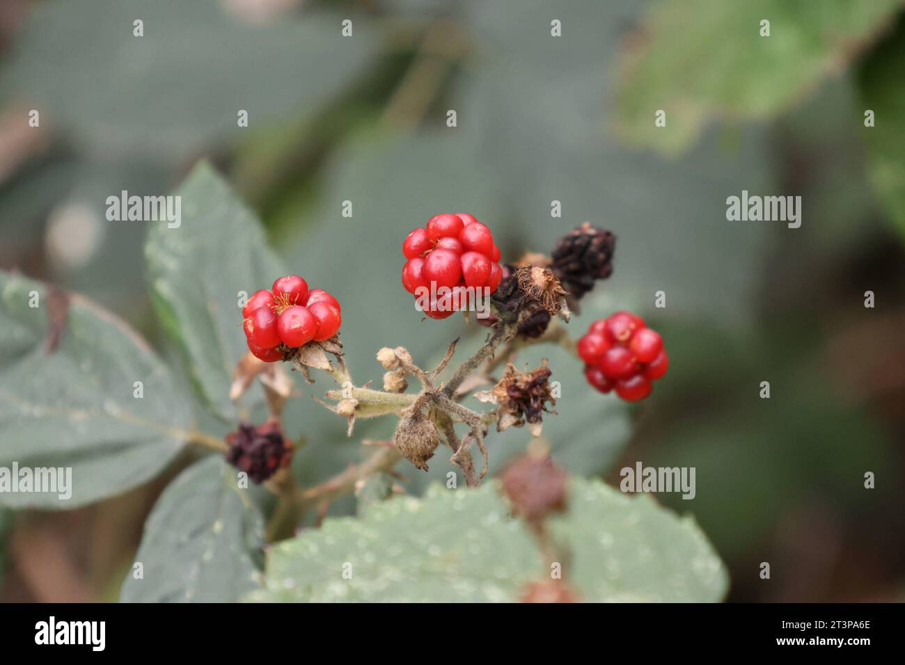 Adenau Themenfoto: Herbst, Farben, Wald, 24.10.2023 Vertrocknete Himbeerfruechte sind die rest des Sommers Themenfoto: Herbst, Farben, Wald, 24.10.2023 *** Adenau tema foto autunno, colori, foresta, 24 10 2023 lamponi secchi sono il resto del tema estivo foto autunno, colori, foresta, 24 10 2023 Copyright: XAugstx/xEibner-Pressex Imago/Alamy Live News Foto Stock
