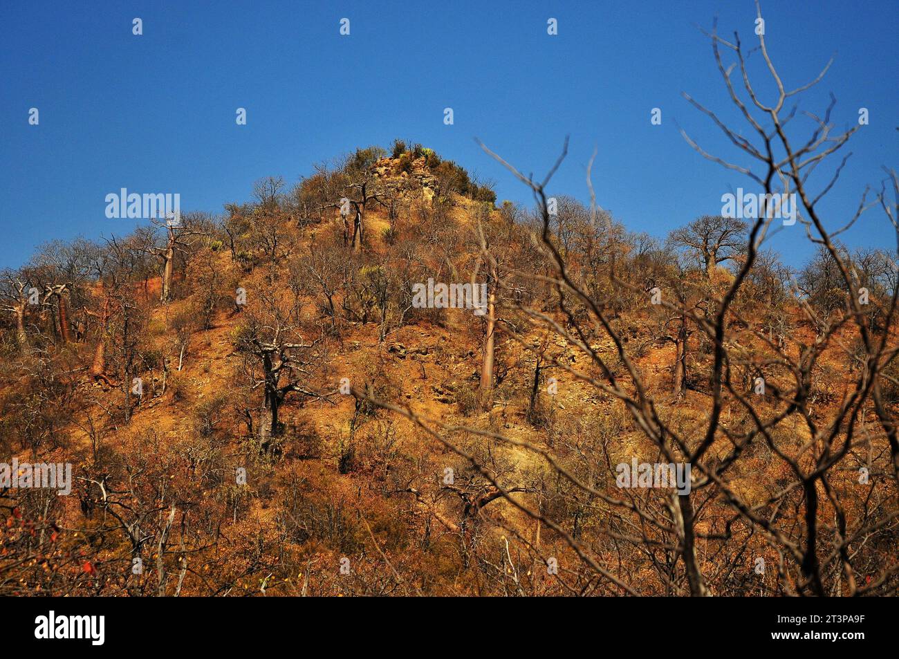 La riserva naturale Makuya nella provincia di Limpopo in Sudafrica offre ai visitatori un'esperienza unica di safari e campeggio in un territorio selvaggio Foto Stock