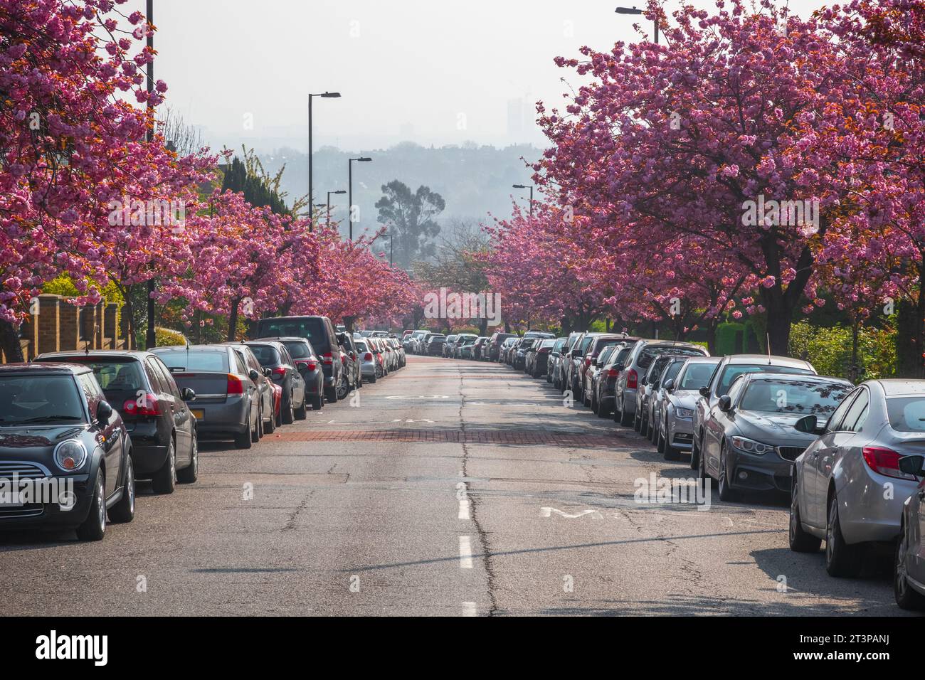 Strada fiancheggiata da fiori di ciliegio sui Cranley Gardens a Muswell Hill, Londra Foto Stock