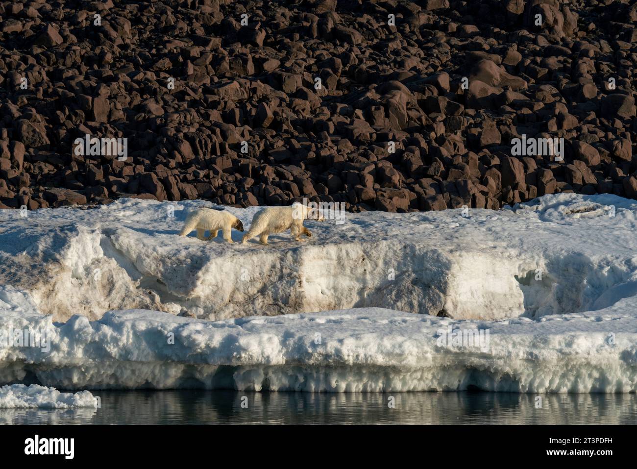 Isola di Van Otteroya, Isole Svalbard, Norvegia. Foto Stock