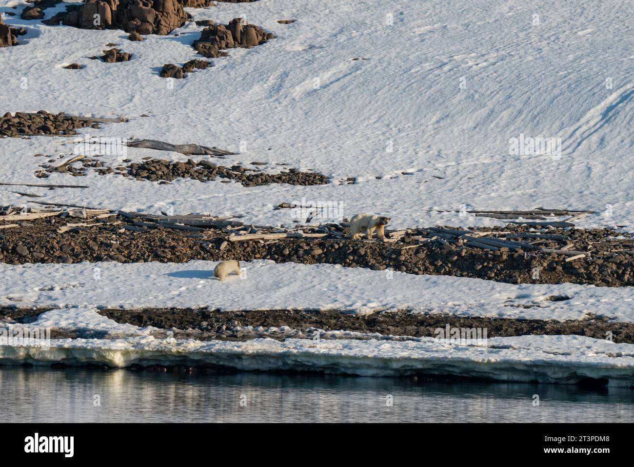 Isola di Van Otteroya, Isole Svalbard, Norvegia. Foto Stock