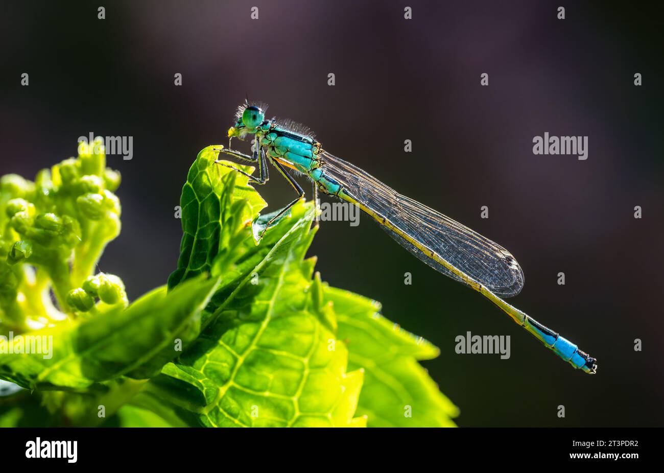 Macro di un bluetail damselfly su una foglia verde Foto Stock