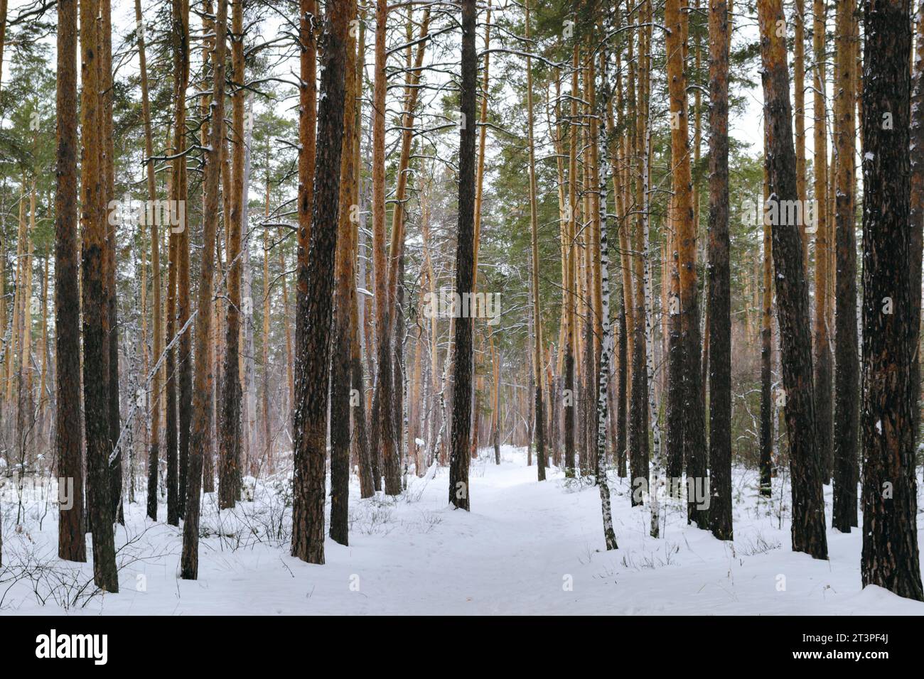 I tronchi sottili di pini alti nella foresta invernale Foto Stock