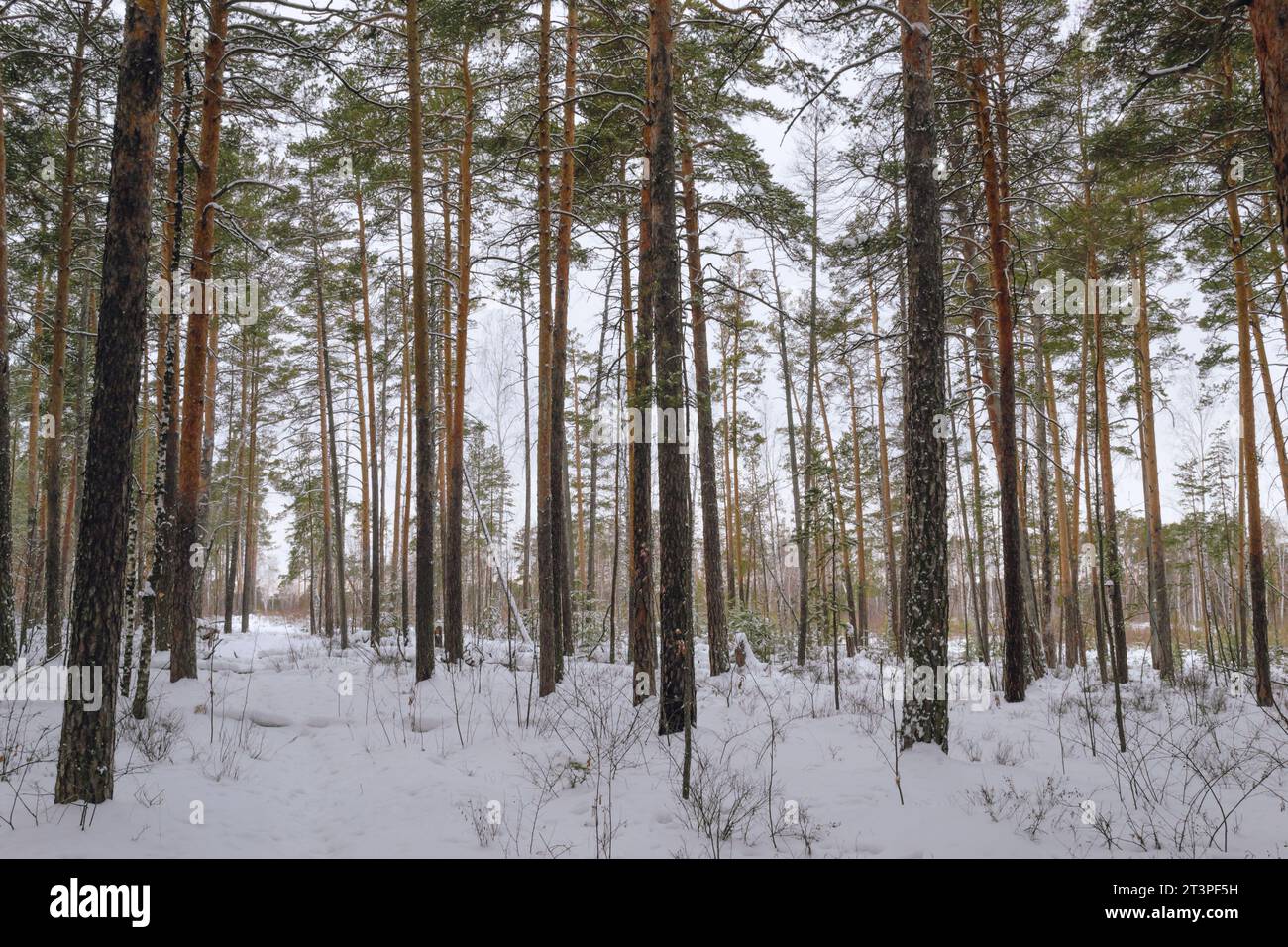 I tronchi sottili di pini alti nella foresta invernale Foto Stock