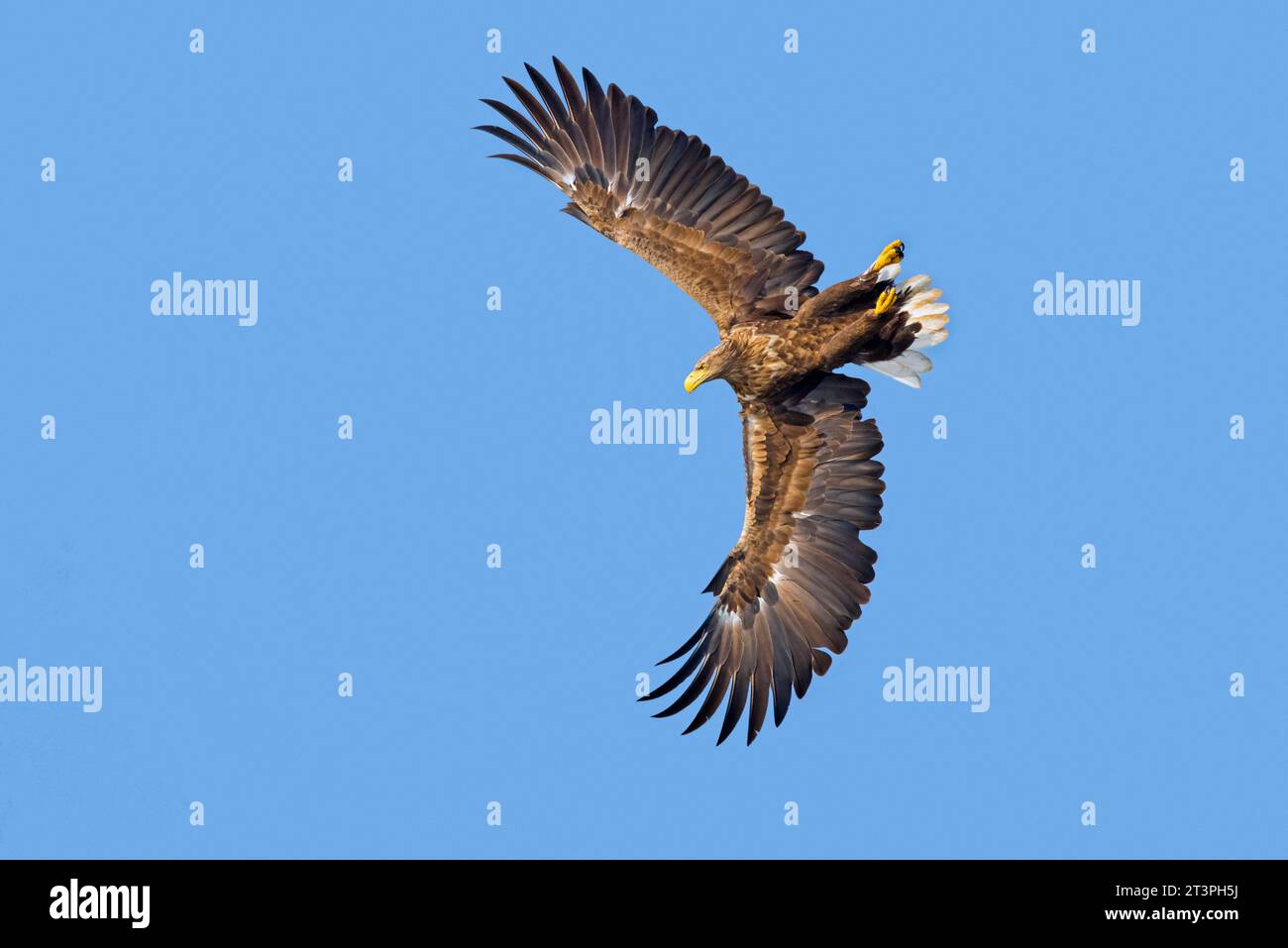 Aquila dalla coda bianca / aquila di mare eurasiatica / erne (Haliaeetus albicilla) adulto in volo che ondeggia contro il cielo blu Foto Stock