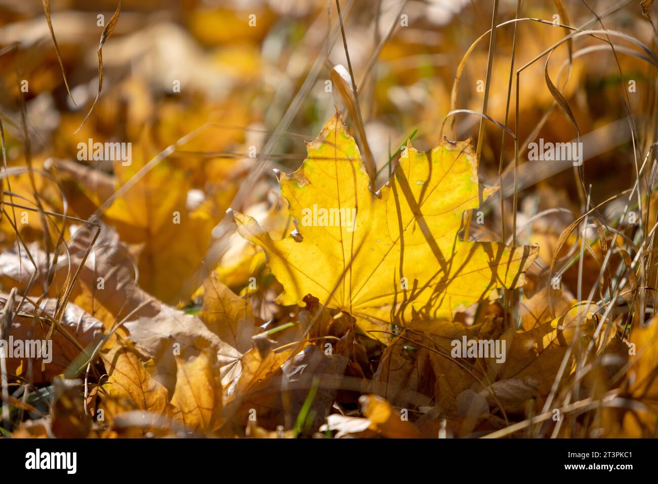 Splendido sfondo autunnale sfocato. Le foglie di acero giallo sono a fuoco, tra l'erba secca, alla luce dei raggi del sole. Bellissimi colori brillanti dell'autunno Foto Stock