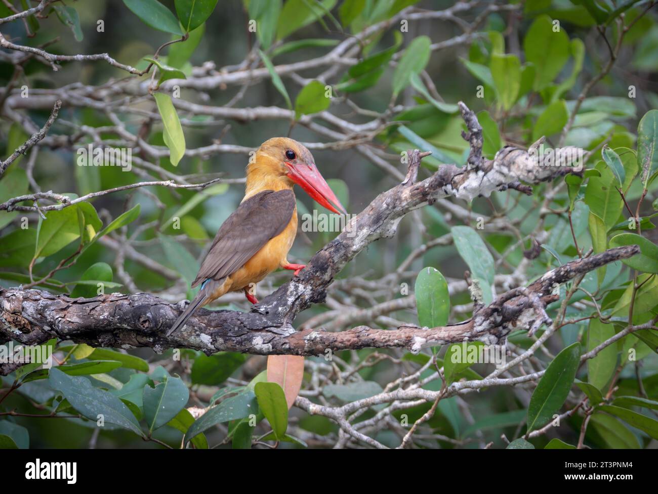 kingfisher alato di Brown. Questa foto è stata scattata da sundarbans, Bangladesh. Foto Stock