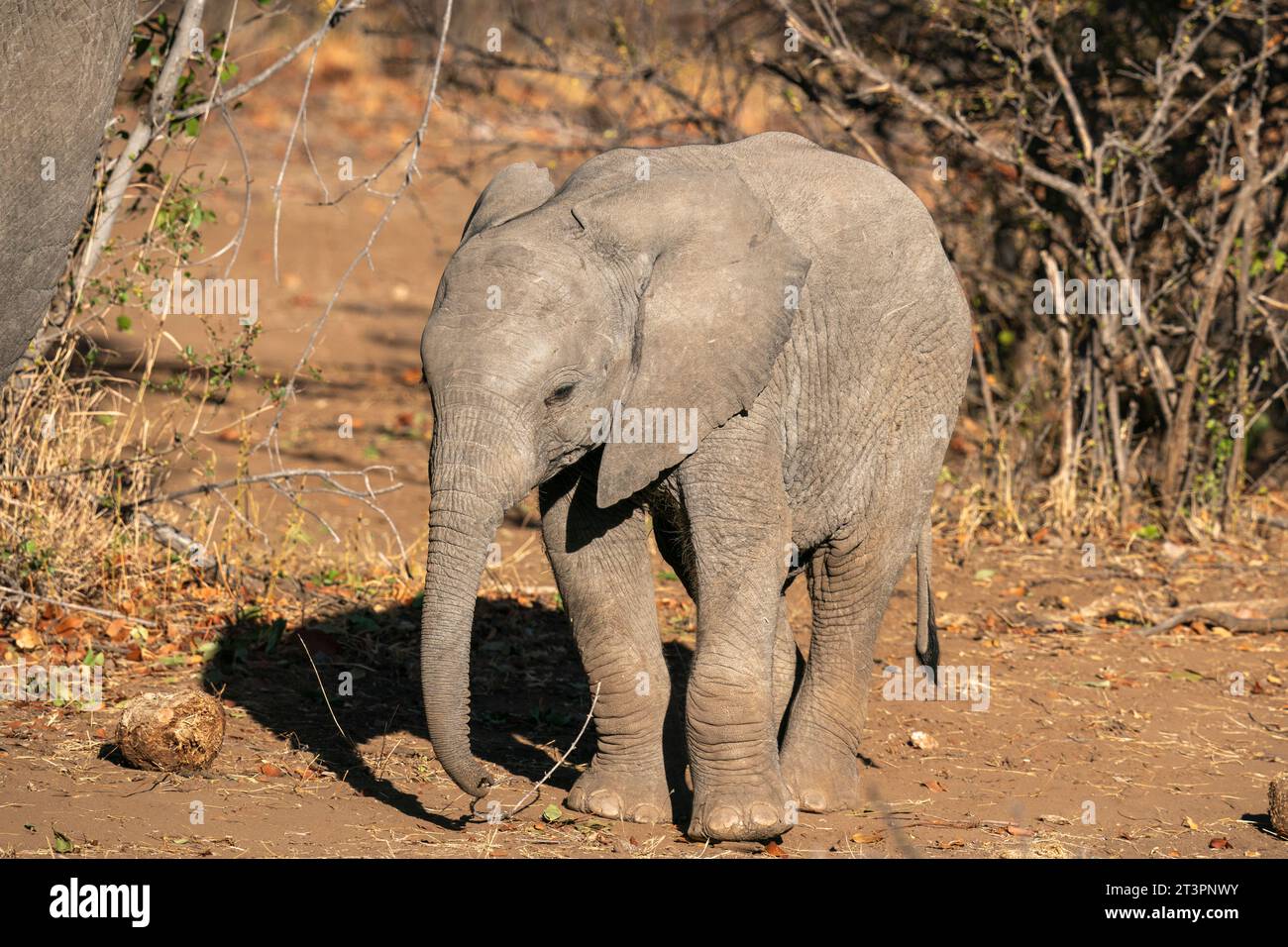 Elefante africano (Loxodonta africana), Riserva di Mashatu, Botswana. Foto Stock