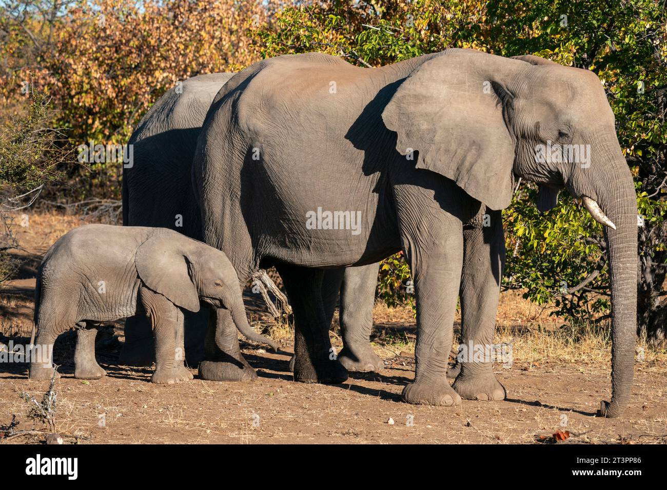 Elefante africano (Loxodonta africana), Riserva di Mashatu, Botswana. Foto Stock