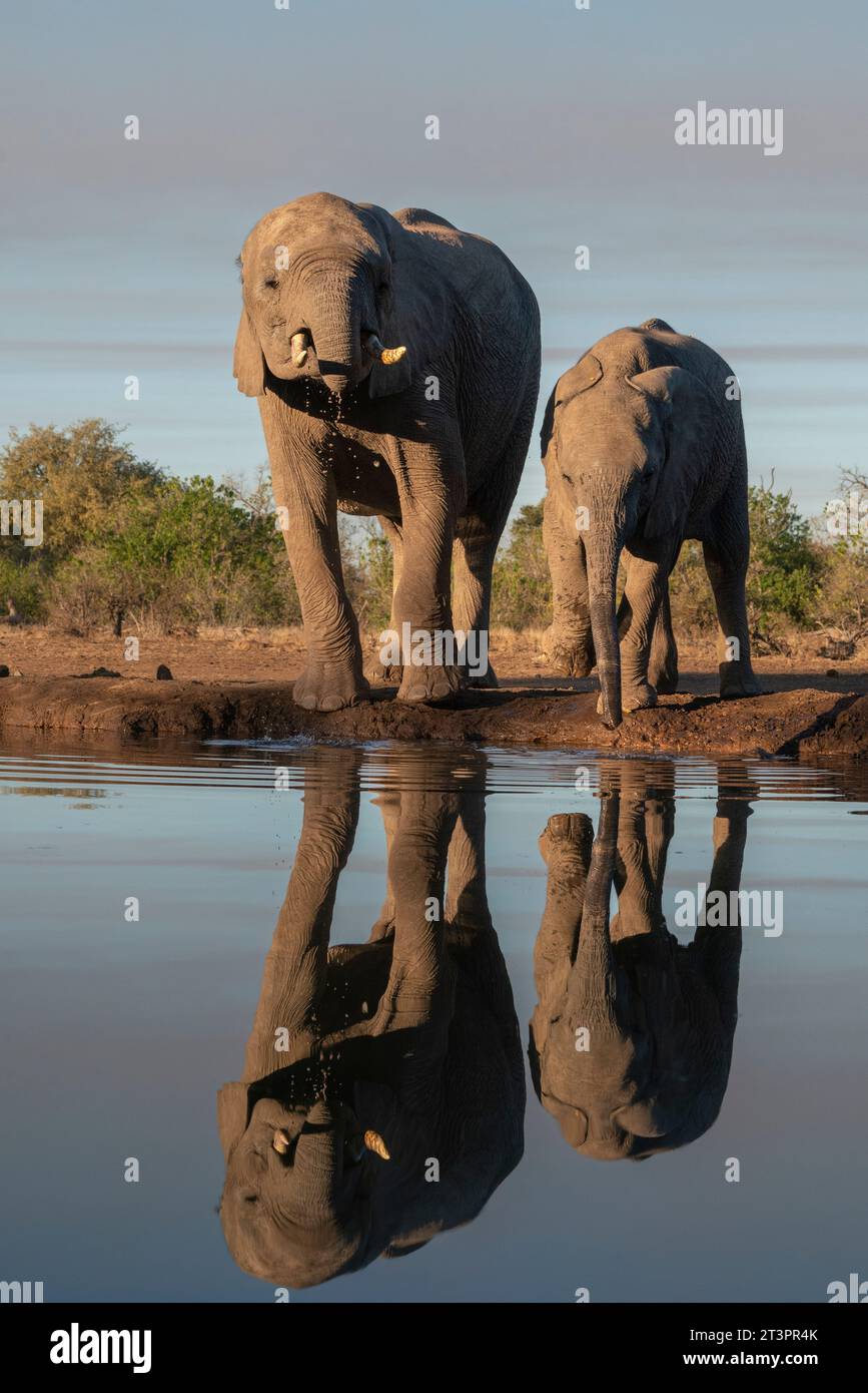 Elefante africano (Loxodonta africana) e vitello alla sorgente, riserva di caccia di Mashatu, Botswana. Foto Stock
