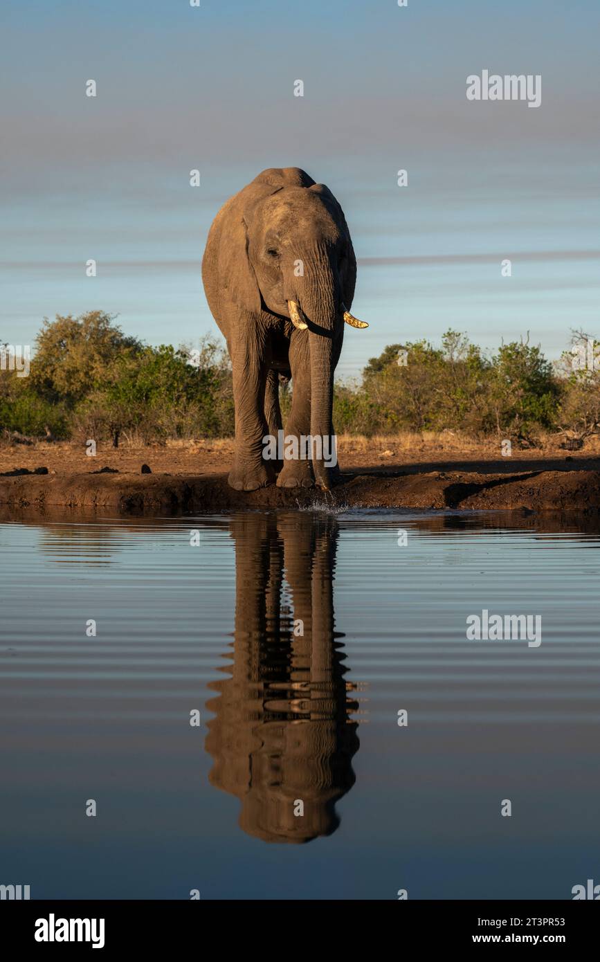 Elefante africano (Loxodonta africana) presso la sorgente, riserva di caccia di Mashatu, Botswana. Foto Stock
