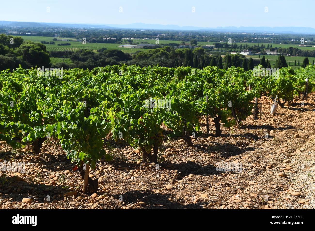 Coltivazione di viti presso Chateaux Du pape vin yard Marsiglia - Francia-- 30-07-2023 Foto Stock