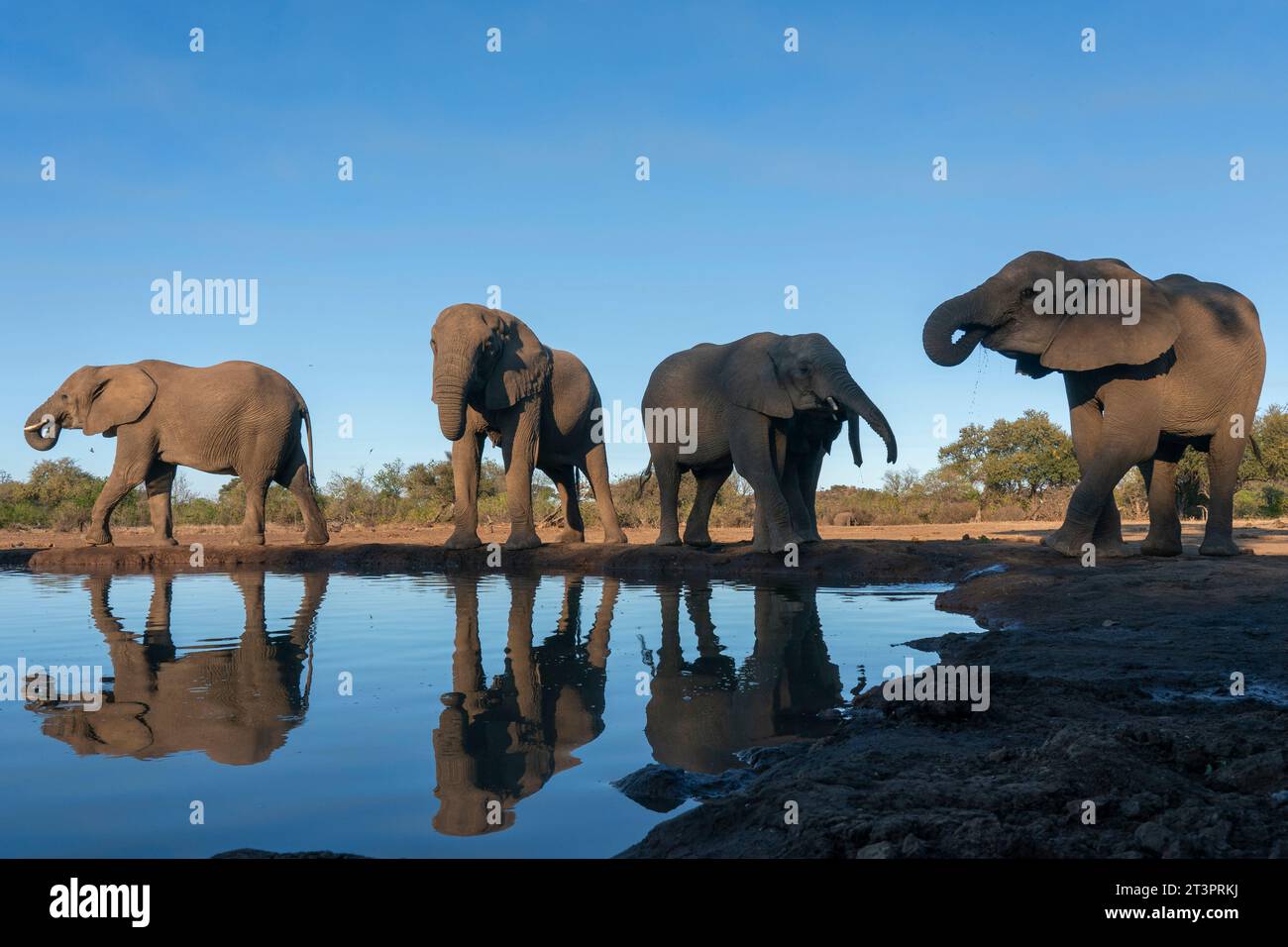 Elefanti africani (Loxodonta africana) che bevono alla pozza d'acqua, riserva di caccia di Mashatu, Botswana. Foto Stock