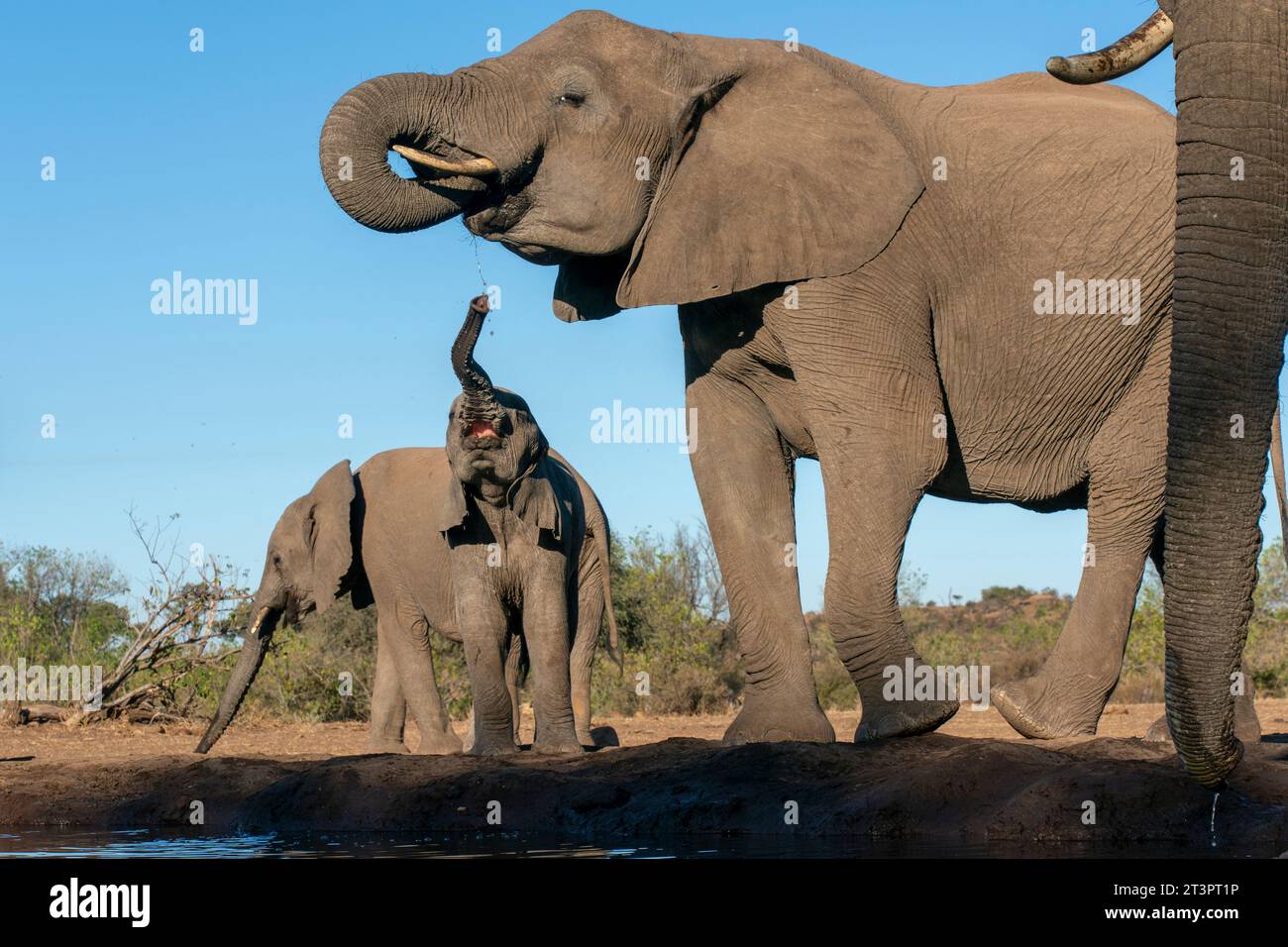 Elefanti africani (Loxodonta africana) che bevono alla pozza d'acqua, riserva di caccia di Mashatu, Botswana. Foto Stock