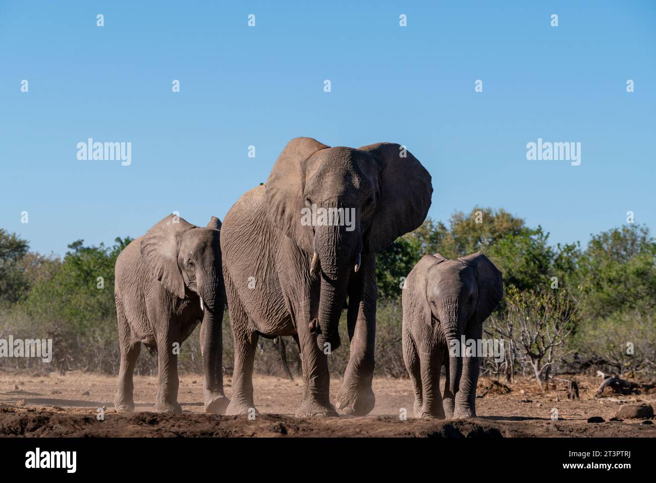 Passeggiata per elefanti africani (Loxodonta africana), riserva di caccia di Mashatu, Botswana. Foto Stock