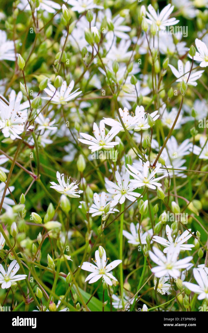 Stitchwort minore (stellaria graminea), primo piano di una massa di piccoli fiori bianchi e boccioli della pianta erbosa comune. Foto Stock