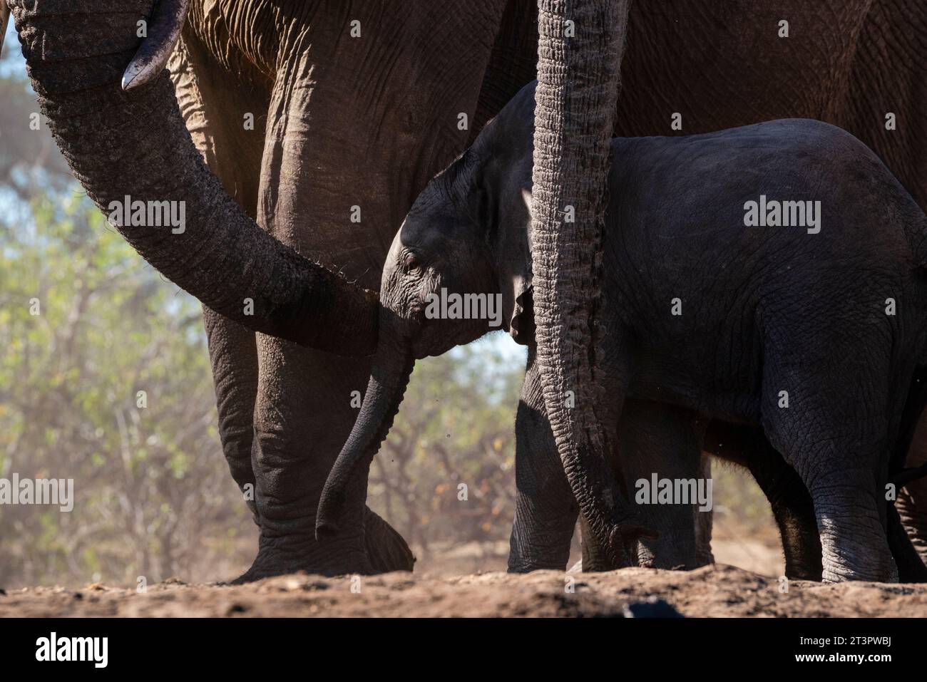 Elefante africano (Loxodonta africana) vitello, riserva di caccia di Mashatu, Botswana. Foto Stock