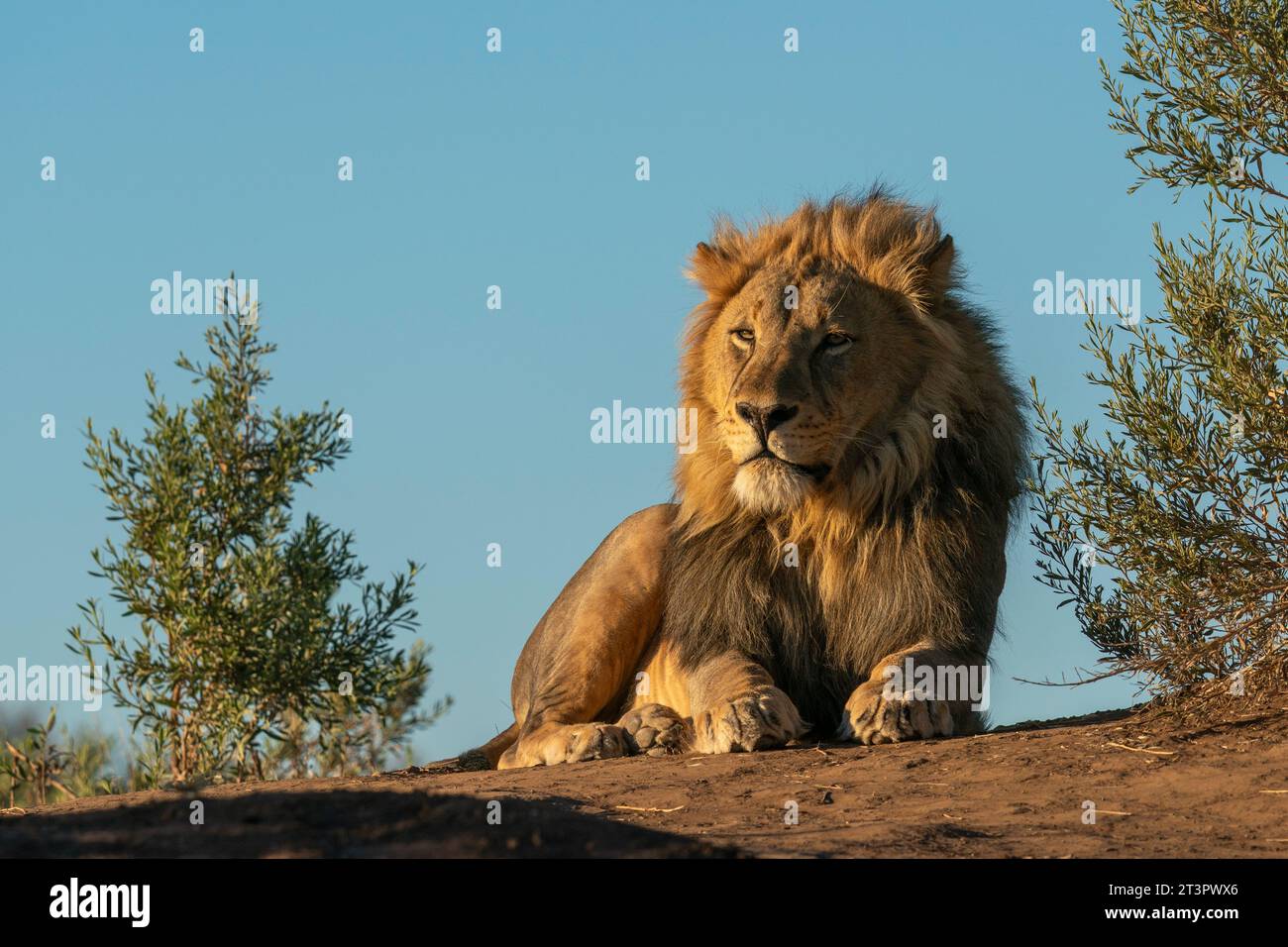Leone maschile (Panthera leo), riserva di caccia Mashatu, Botswana. Foto Stock