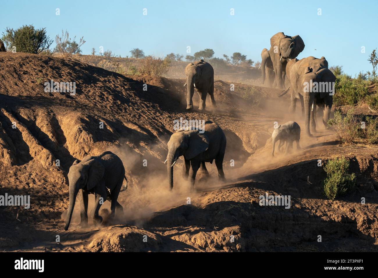 Elefante africano (Loxodonta africana) che cammina in fila, riserva di caccia di Mashatu, Botswana. Foto Stock