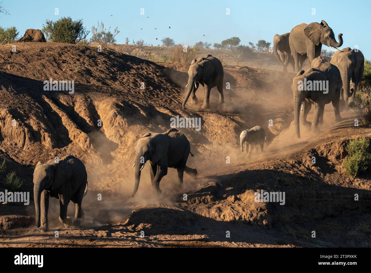 Elefante africano (Loxodonta africana) che cammina in fila, riserva di caccia di Mashatu, Botswana. Foto Stock