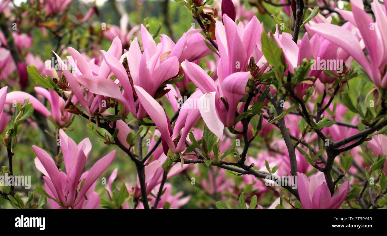 In primavera fiorisce un albero di magnolia nel giardino Foto Stock