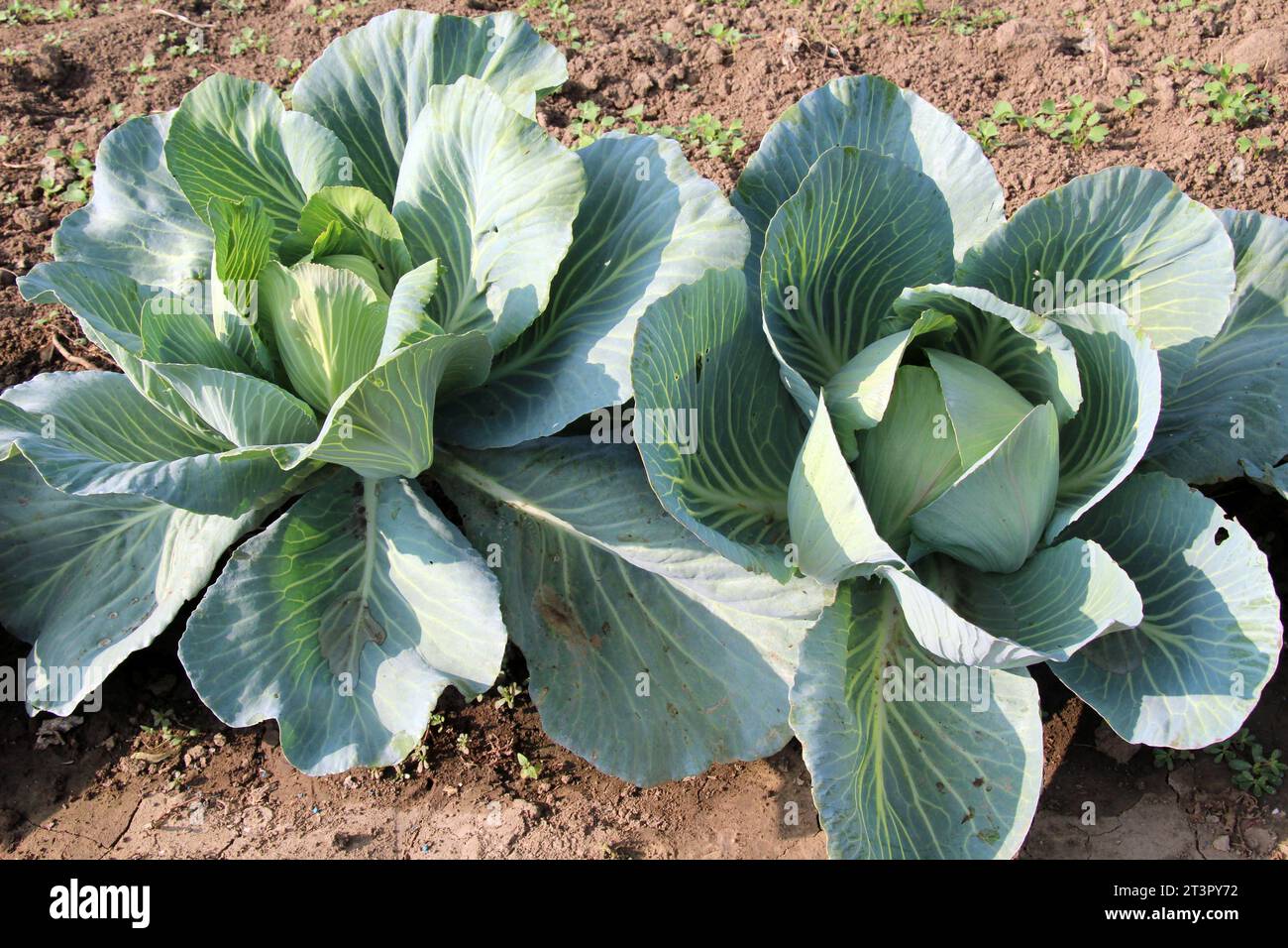 Il cavolo cresce nel terreno aperto biologico del giardino Foto Stock