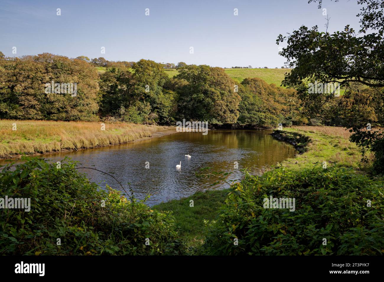 Due cigni muti nuotano lungo una sezione di fiume rurale in una valle boscosa. Il fiume Fowey, Cornovaglia. Foto Stock