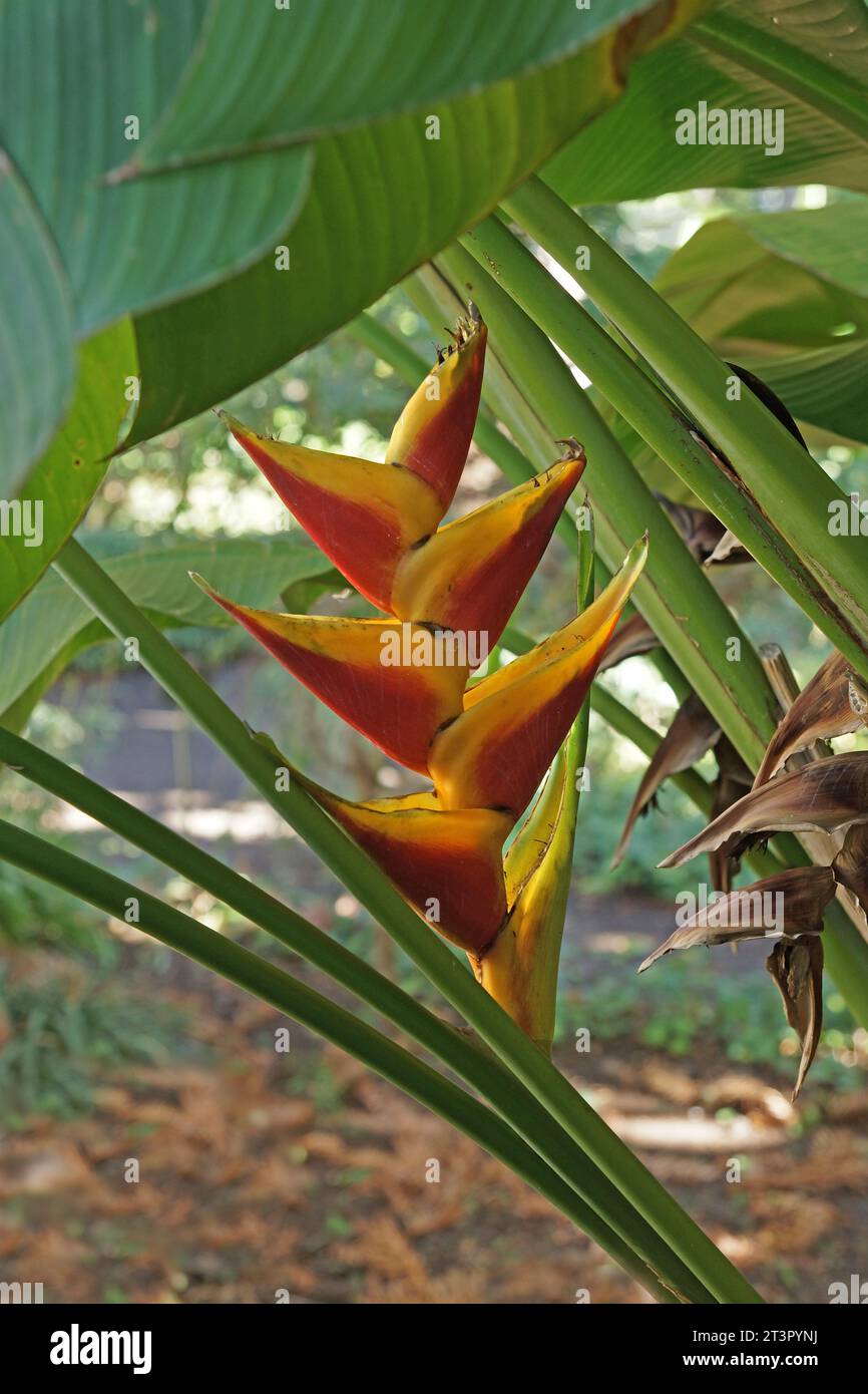 Heliconia "Jacquinii" Foto Stock