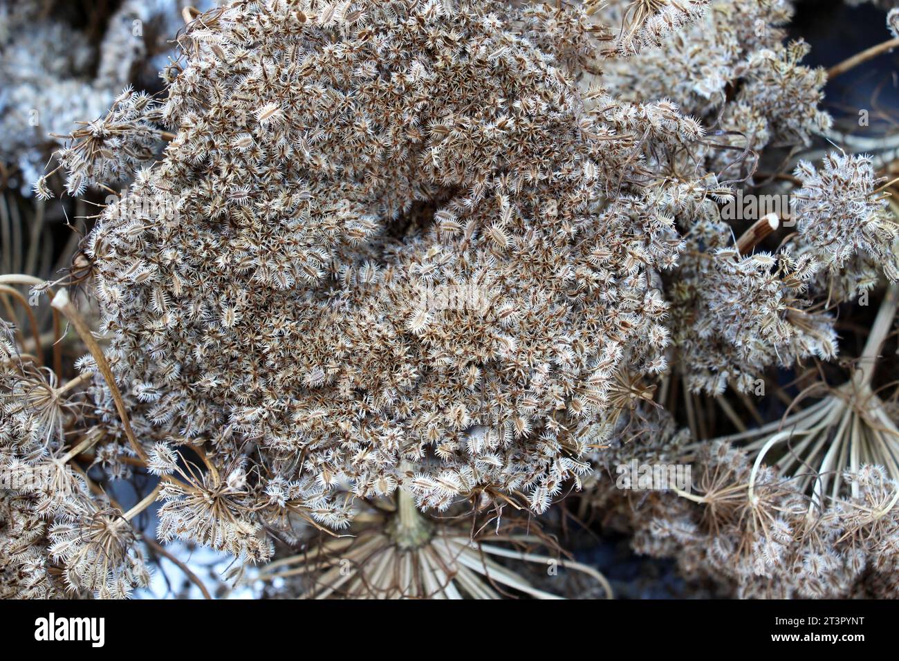 Galline di carota raccolte (Daucus carota subsp. sativus) con semi maturi Foto Stock