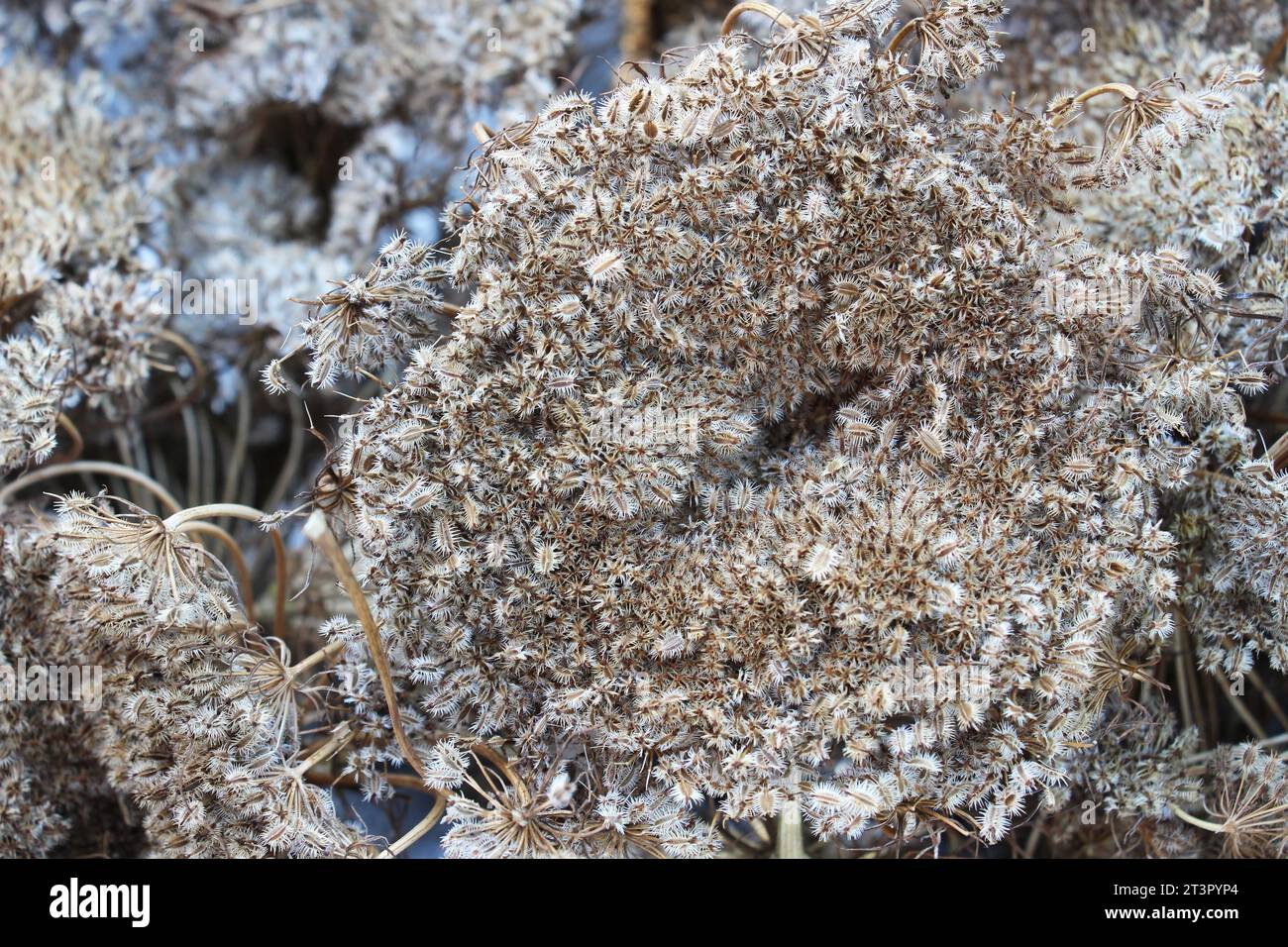 Galline di carota raccolte (Daucus carota subsp. sativus) con semi maturi Foto Stock