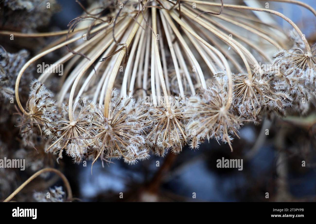 Galline di carota raccolte (Daucus carota subsp. sativus) con semi maturi Foto Stock