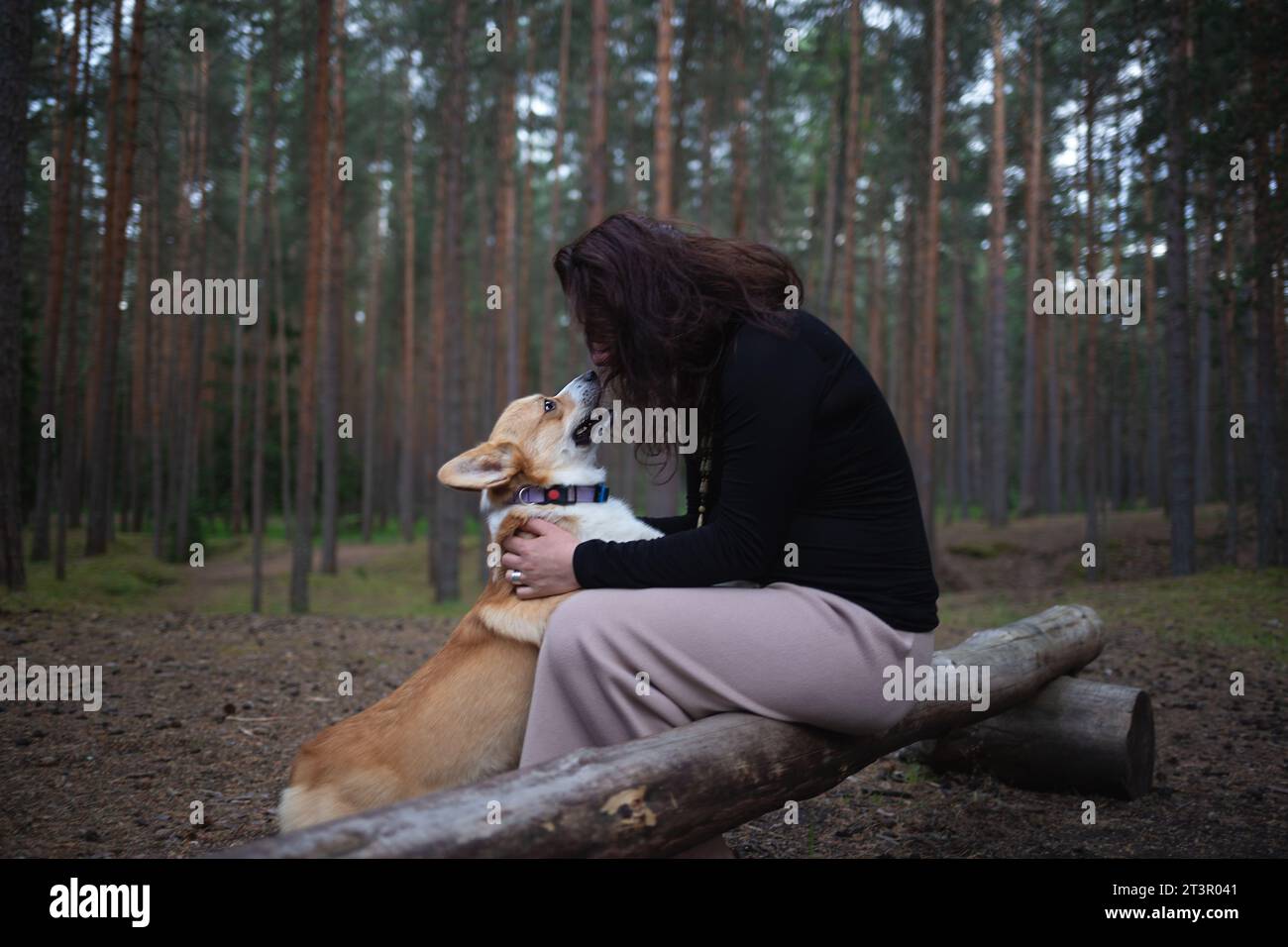 una donna incinta siede su un tronco nella foresta e gioca con il suo cane corgi Foto Stock