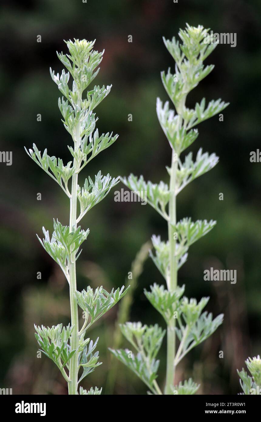 Il bush amaro del wormwood (Artemisia absinthium) si sviluppa nel selvaggio Foto Stock