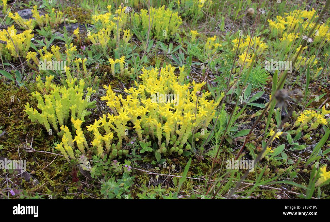 Nel selvaggio stonecrop (Sedum acro) cresce su terreni rocciosi Foto Stock
