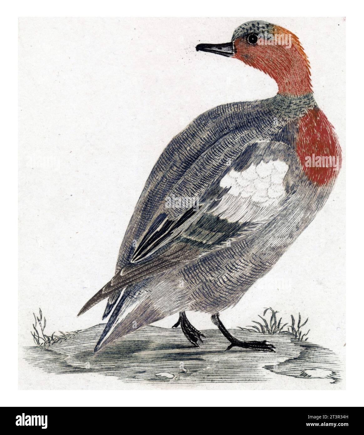 Anatra a destra, guardando a sinistra, anonimo, 1688 - 1698, vintage inciso. Foto Stock