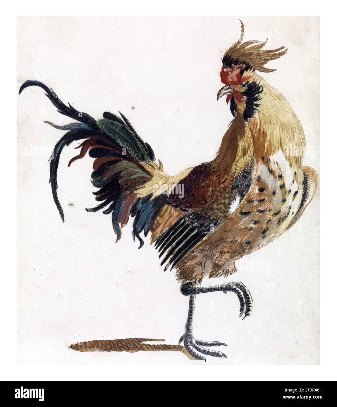 Gallo che cammina a destra (versione B), anonimo, 1688 - 1698 Gallo, che cammina a destra, guardando indietro a sinistra, vintage inciso. Foto Stock