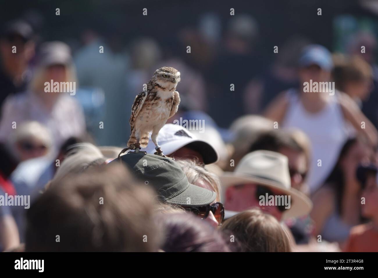 Gufo in testa Foto Stock