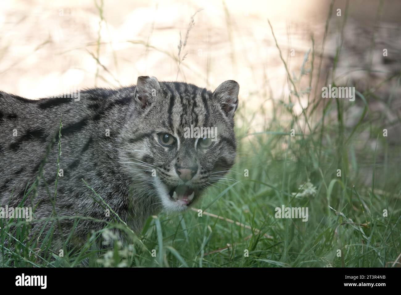 Gatto affamato Foto Stock
