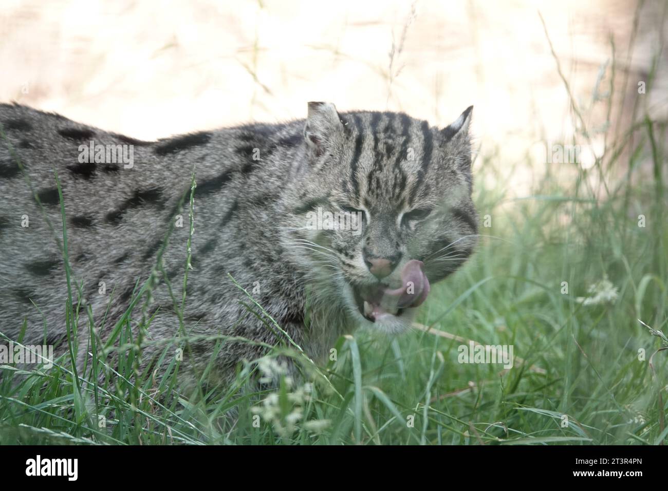 Gatto affamato Foto Stock