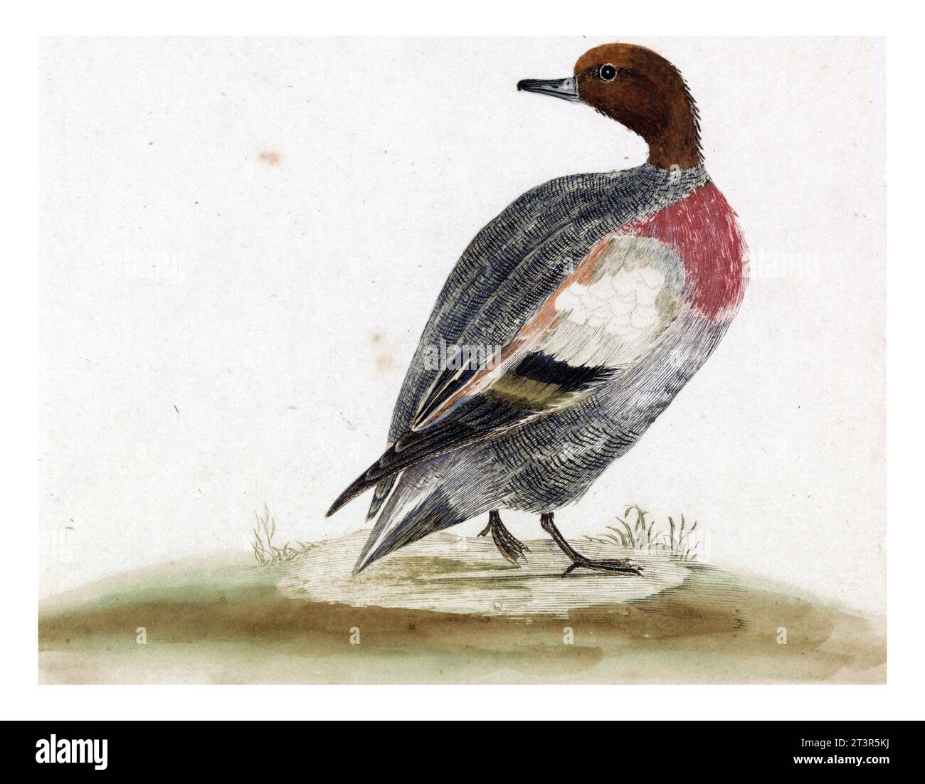 Anatra a destra, guardando a sinistra, anonimo, 1688 - 1698, vintage inciso. Foto Stock