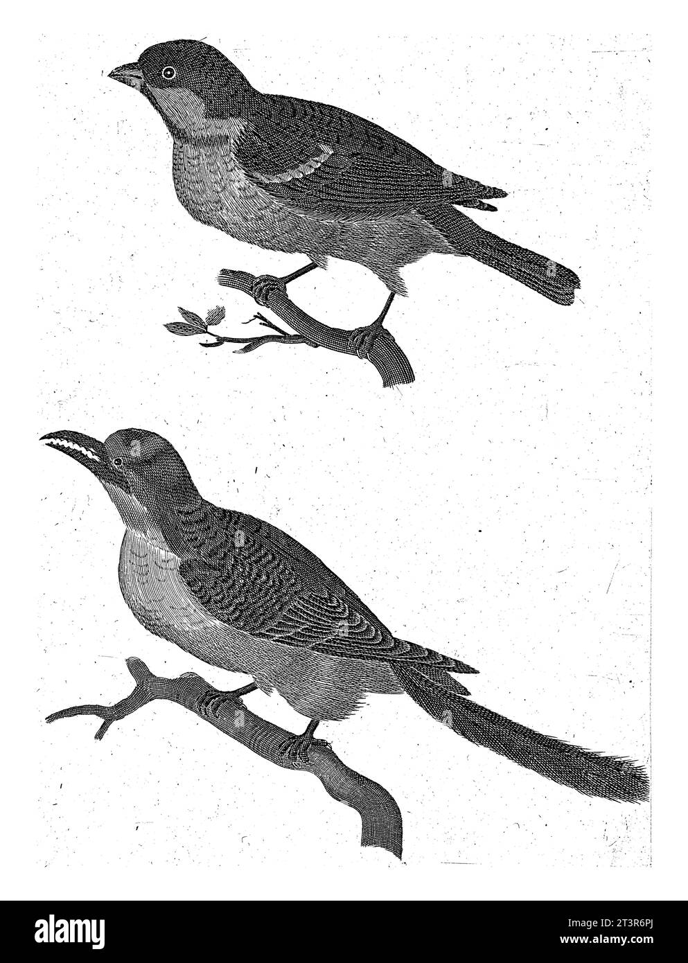 Sparrow su un ramo a sinistra, sotto di esso un uccello con becco seghettato, anonimo, 1688 - 1748, vintage inciso. Foto Stock