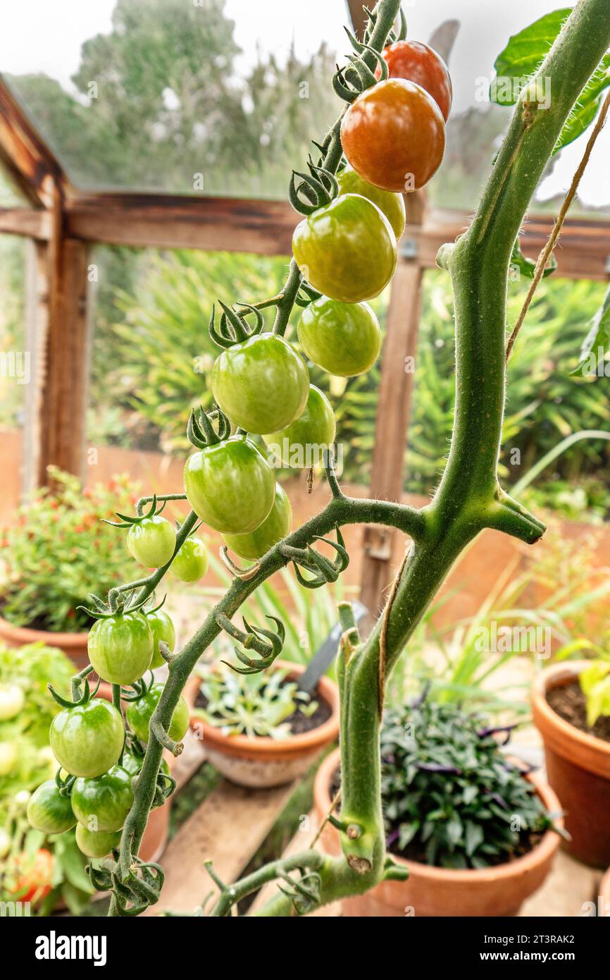 Pomodoro Solanum lycopersicum "Japanese Black Trifele" - maturazione in serra tradizionale di fine stagione con foglie di patate, grande frutto a forma di pera Foto Stock