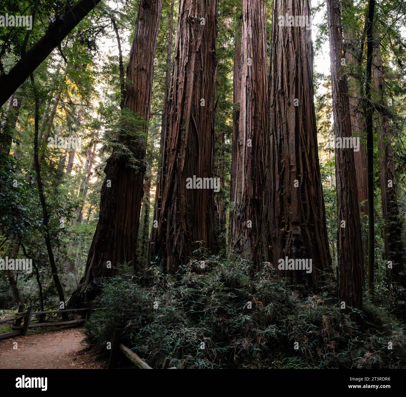 Un gruppo di sequoie con un sentiero che li segue Foto Stock