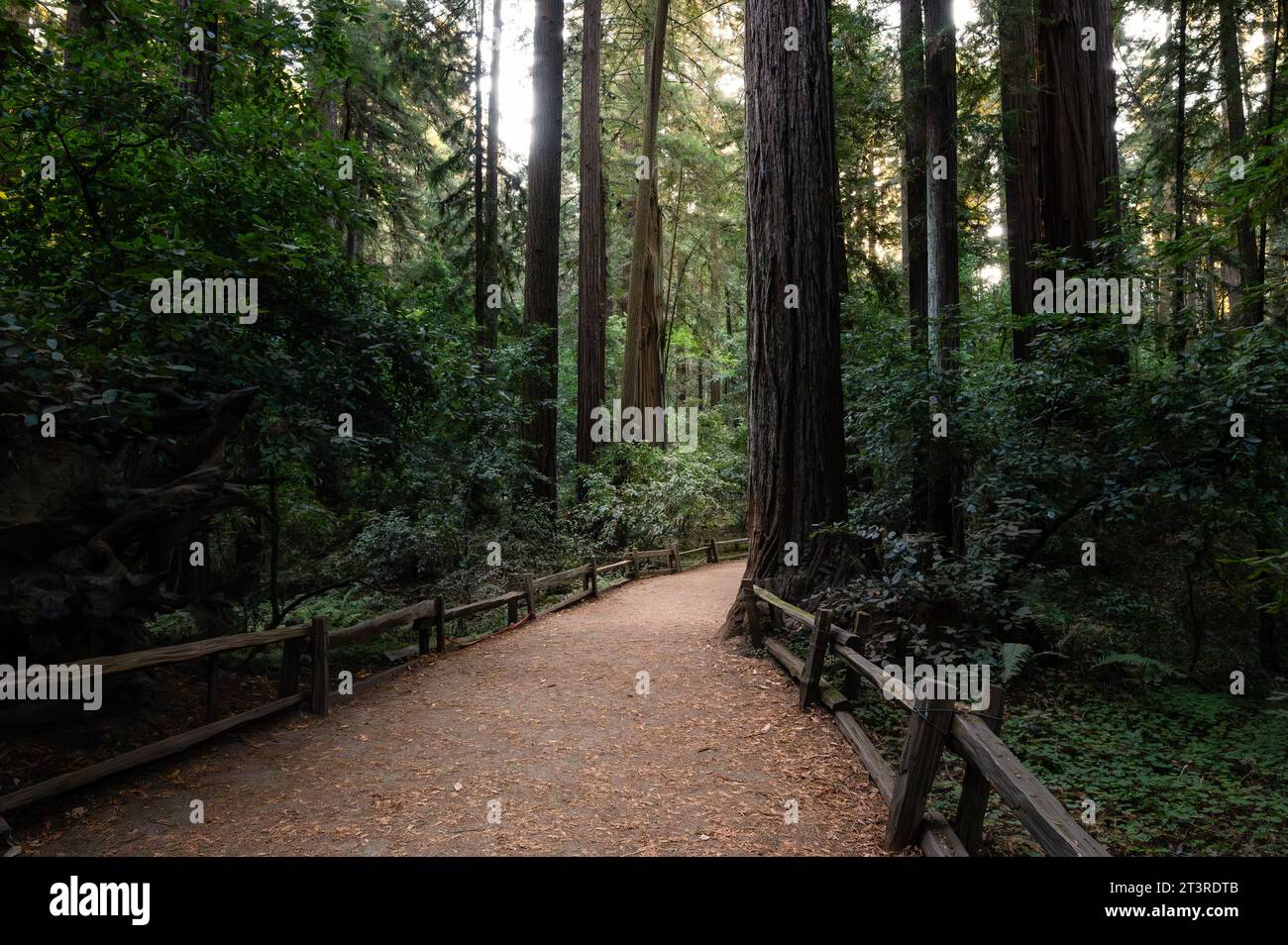 Un sentiero sterrato attraverso un boschetto di sequoie Foto Stock