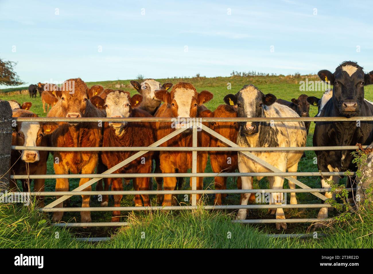 Mucche in piedi davanti a un cancello di metallo Foto Stock