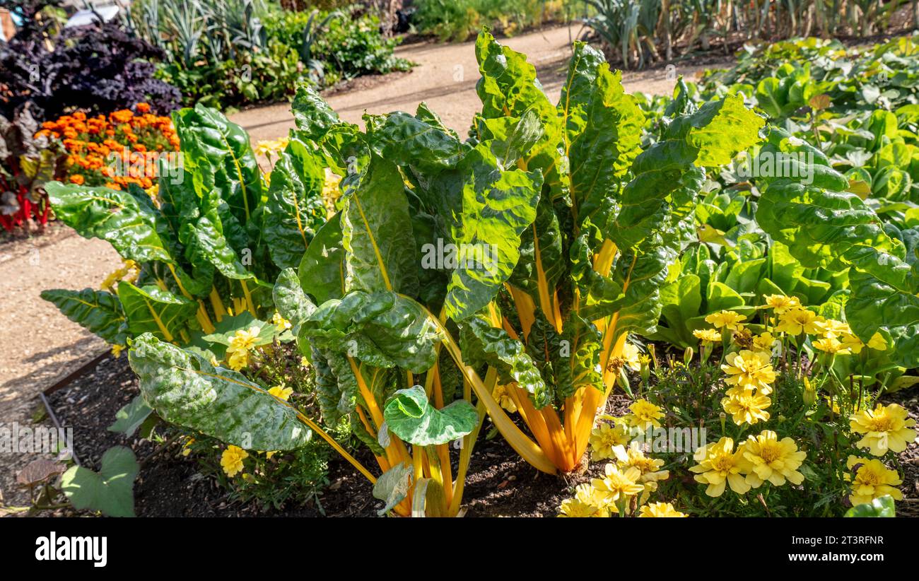 Swiss Chard Bright Yellow, foglie di verde scuro con vistoli e vene gialle vivaci, con crema alluminia Marigolds, nel giardino di cucina del Surrey, Regno Unito Foto Stock