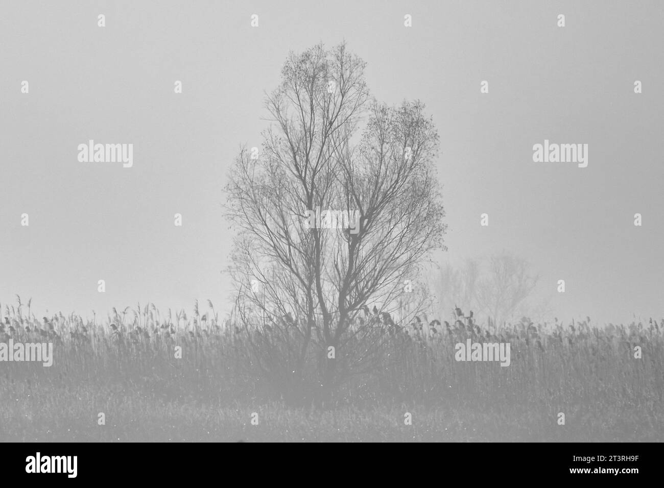 alberi nella nebbia sul lato della strada Foto Stock