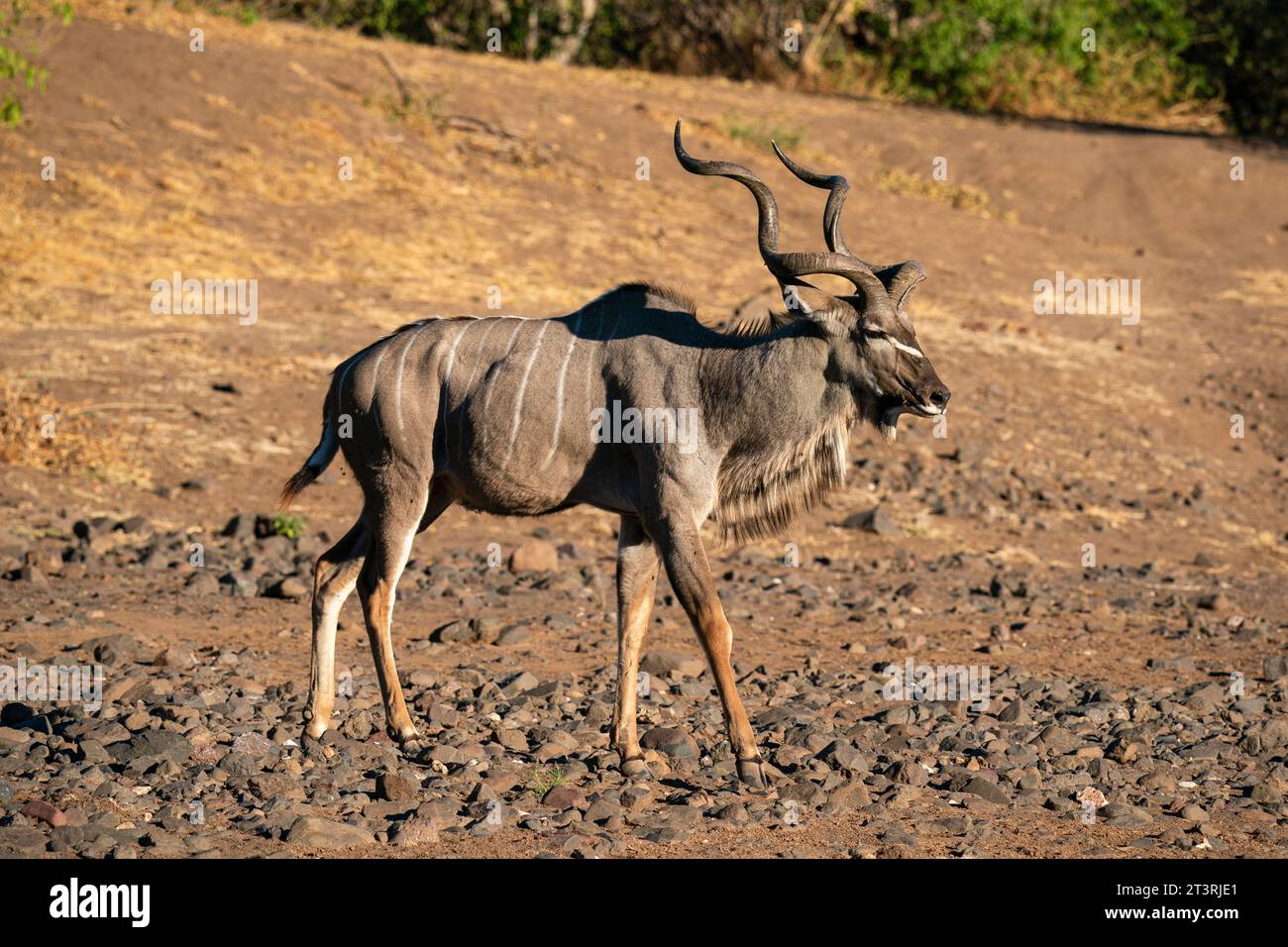 Maggiore kudu maschile (Tragelaphus strepsiceros), riserva di caccia Mashatu, Botswana. Foto Stock
