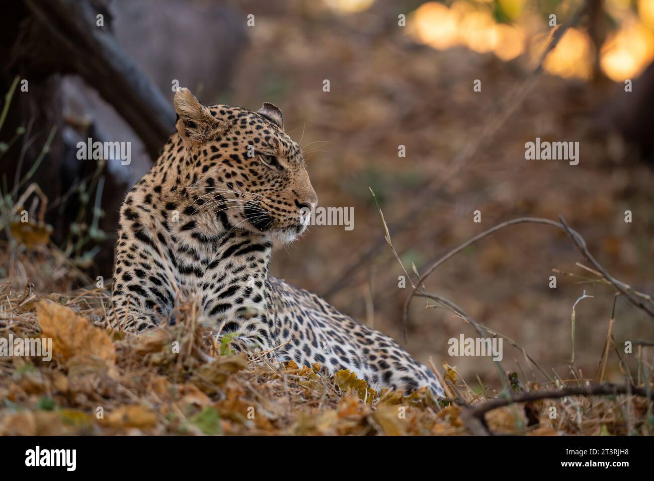 Leopardo (Panthera pardus), riserva di caccia Mashatu, Botswana. Foto Stock